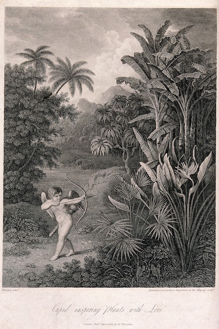 black and white illustration of Cupid in a jungle