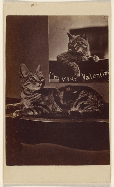 two cats with the text I'm Your Valentine