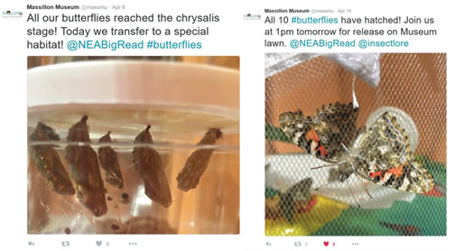 Two screenshots from Massillon Museum Twitter. First shows five butterflies at the chrysalis stage. Second shows butterflies after hatching