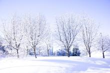 a snowy landscape with a grove of trees with bare, snow-covered branches